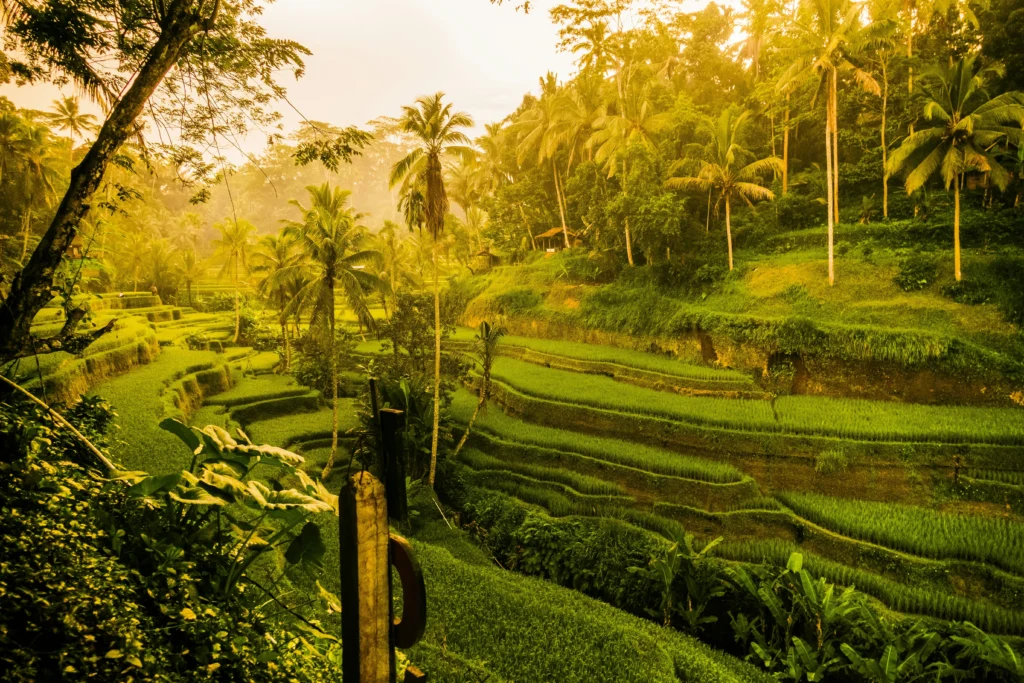 Digital Detox Retreats & Spa Culture - How Ubud Spa Is Riding the Global Wellness Trends