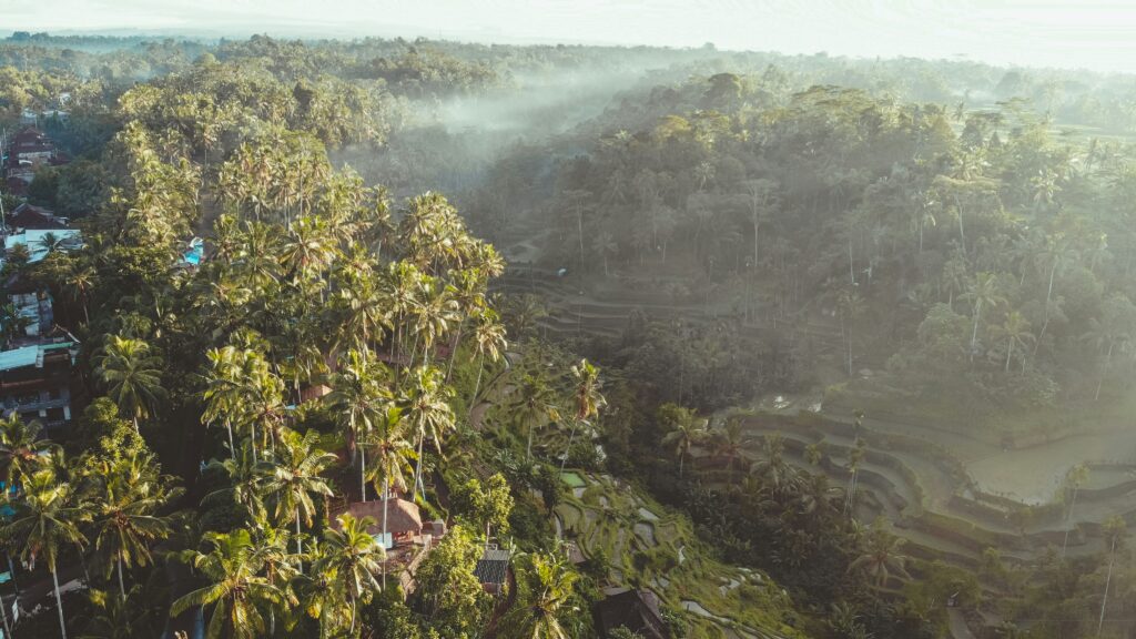 Aerial view of the Tegalalang Rice Terrace in Ubud covered in morning mist and surrounded by tropical palm trees